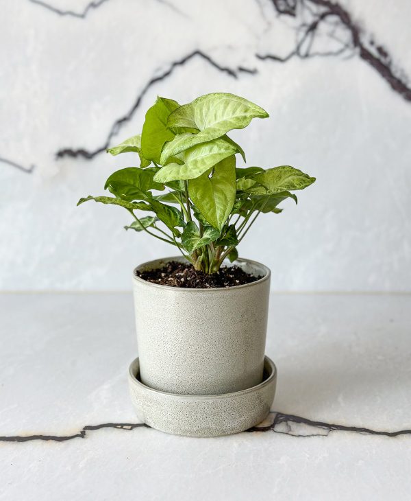 Butterfly Nephthytis (light grey planter, with drainage) - Image 6