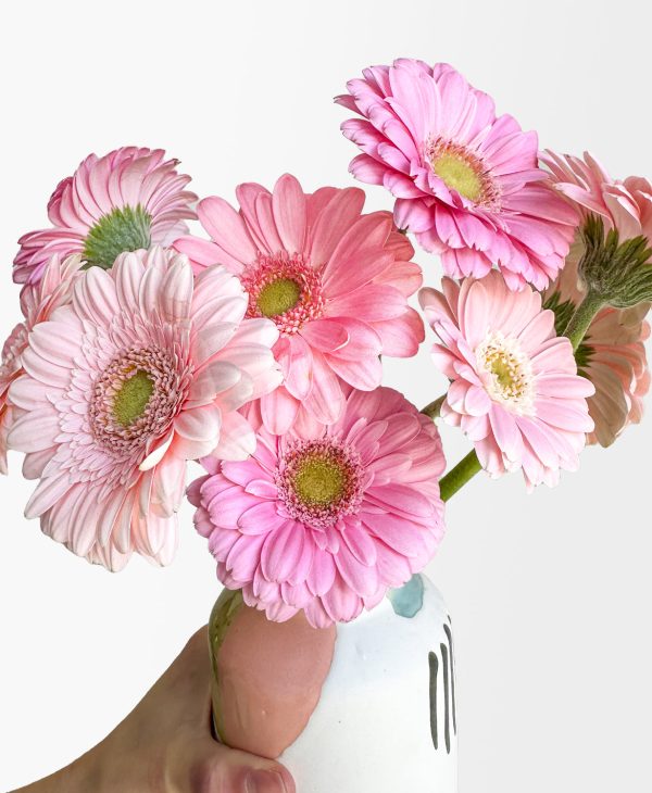Ahead of the Gerb (11 stems, arrives in vase) - Image 2