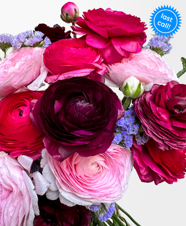 Bumbleberry Ranunculus (15+ stems) - Image 12