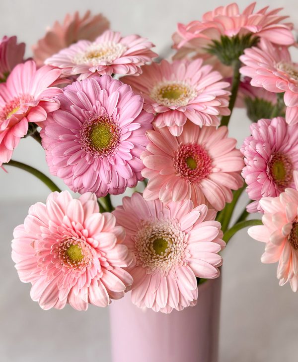 Ahead of the Gerb (21 stems, arrives in vase) - Image 3