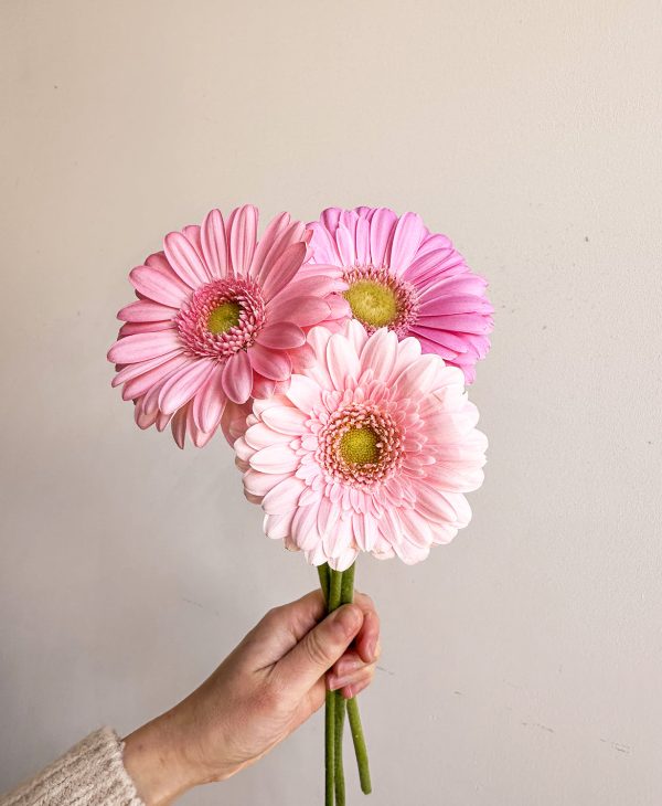 Ahead of the Gerb (21 stems, arrives in white vase) - Image 5