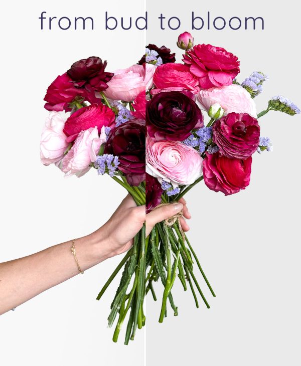 Bumbleberry Ranunculus (15+ stems) - Image 3