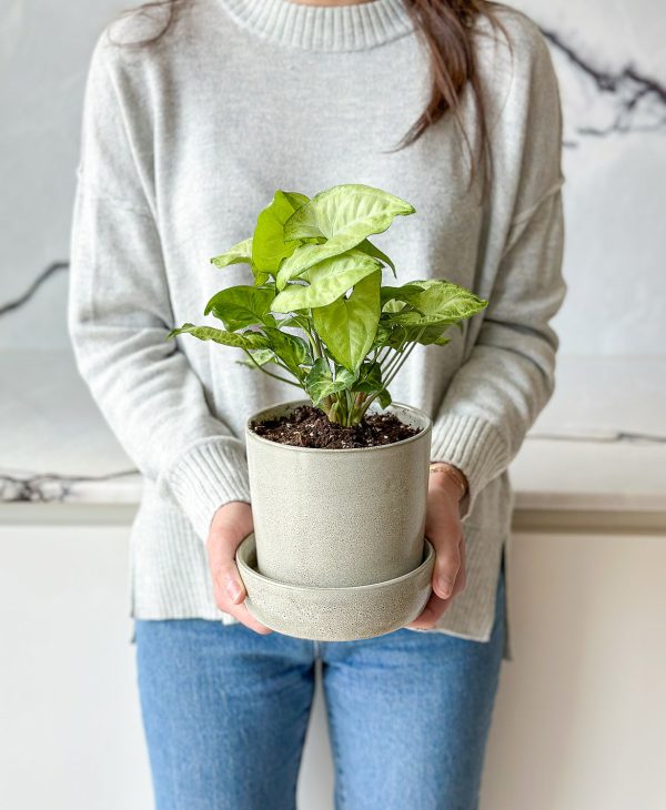 Butterfly Nephthytis (light grey planter, with drainage) - Image 3