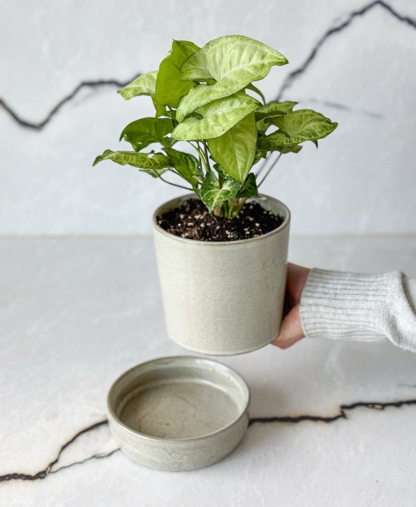 Butterfly Nephthytis (light grey planter, with drainage) - Image 4
