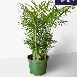 Bella Palm
