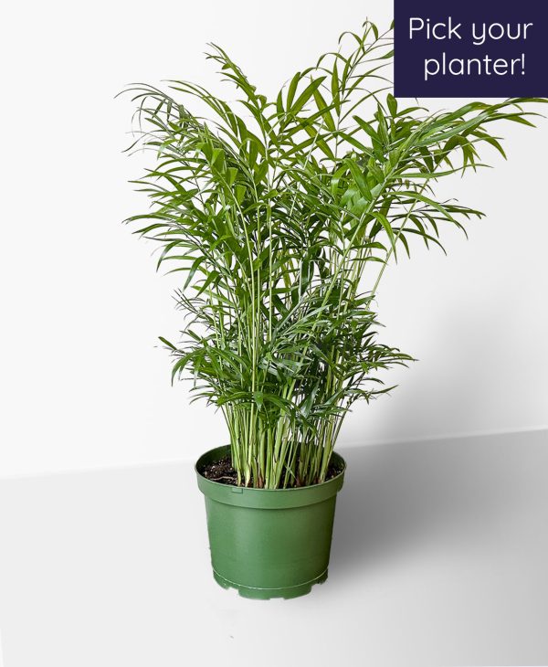 Bella Palm - Image 2