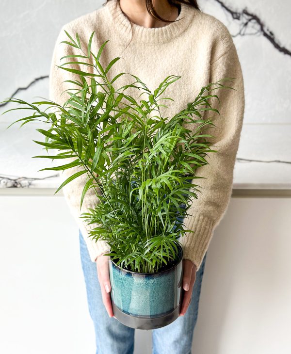 Bella Palm - Image 3
