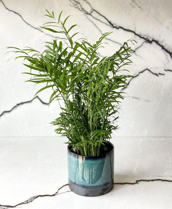 Bella Palm - Image 4