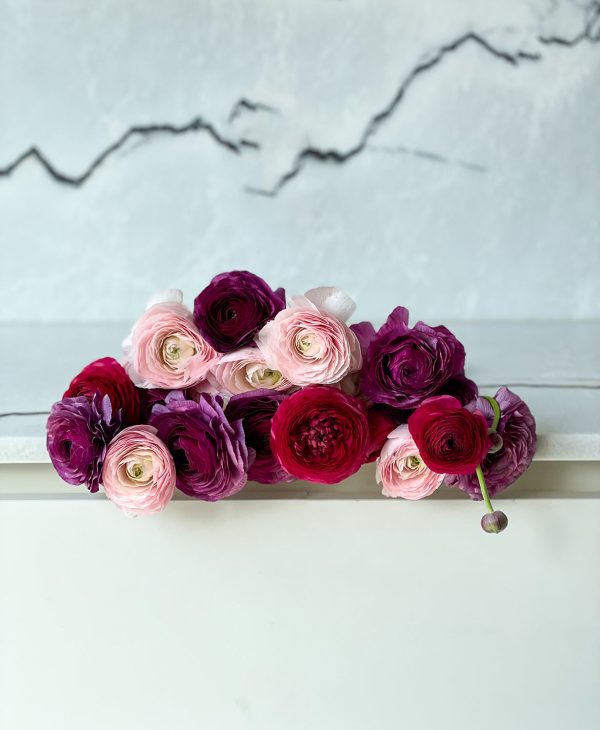 Bumbleberry Ranunculus (20 stems) - Image 6