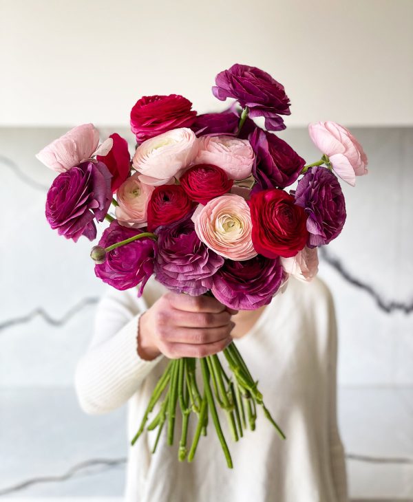 Bumbleberry Ranunculus (20 stems) - Image 3