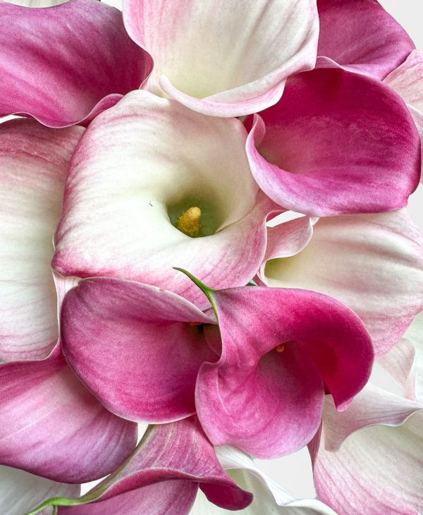 Calla On Me (20 Stems) - Image 2