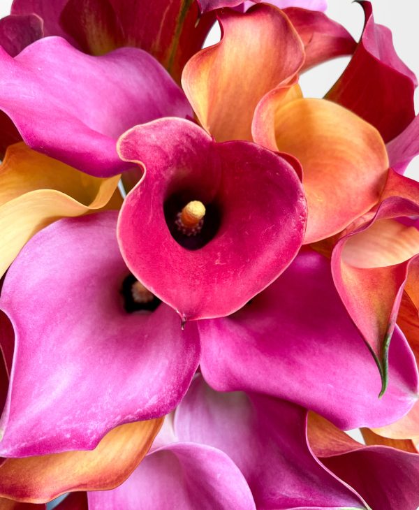 Calla the Shots (30 Stems) - Image 2