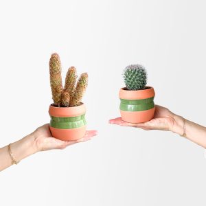 Belize Cactus Duo