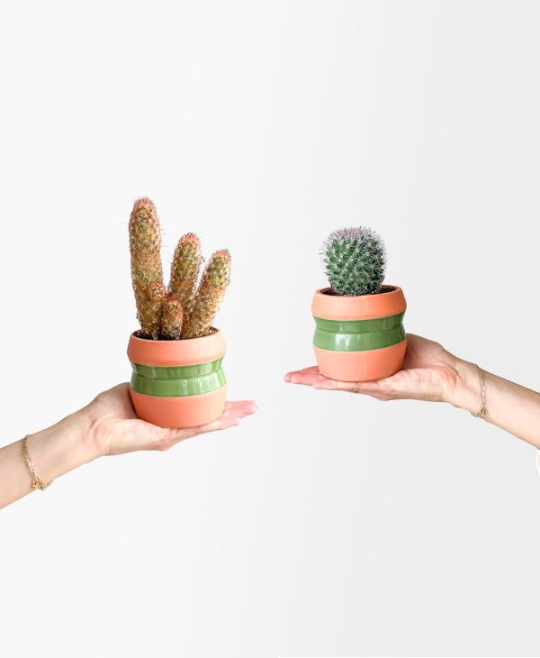 Belize Cactus Duo