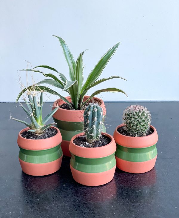 Belize Cactus Duo - Image 2