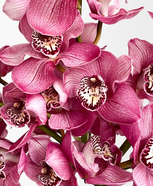 Boysenberry Cymbidium (3 stalks, 24+ blooms) - Image 2