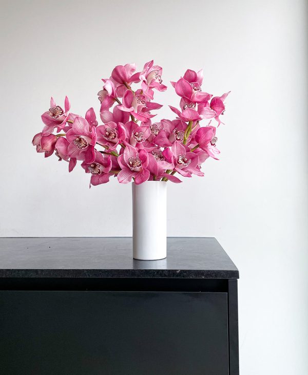 Boysenberry Cymbidium (3 stalks, 24+ blooms) - Image 3