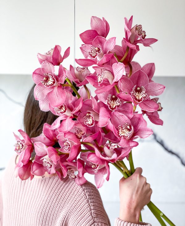 Boysenberry Cymbidium (3 stalks, 24+ blooms) - Image 4