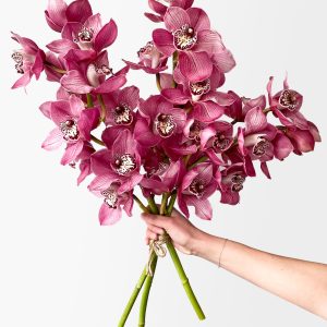 Boysenberry Cymbidium (3 stalks, 24+ blooms)