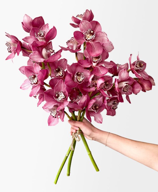 Boysenberry Cymbidium (3 stalks, 24+ blooms)