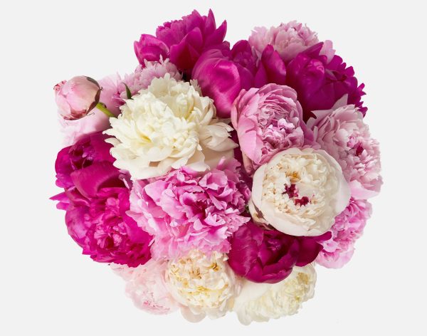 Double The Alaskan Peony - Image 2