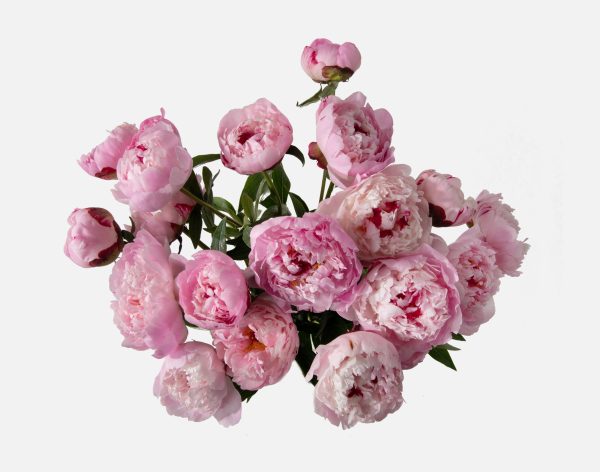 Double the Peony - Image 2