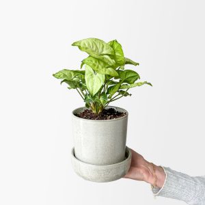 Butterfly Nephthytis (light grey planter, with drainage)