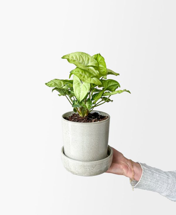 Butterfly Nephthytis (light grey planter, with drainage)