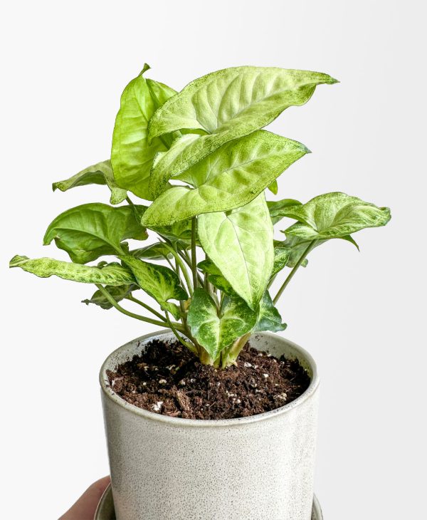Butterfly Nephthytis (light grey planter, with drainage) - Image 2