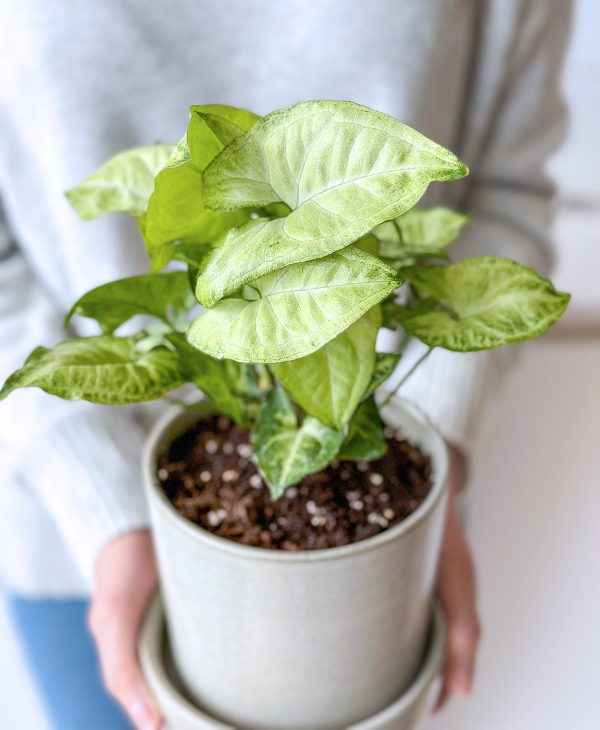 Butterfly Nephthytis (light grey planter, with drainage) - Image 5