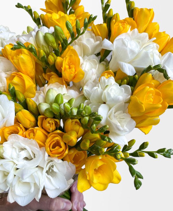 Be a Pineapple Freesia (40 stems, 80+ blooms) - Image 2