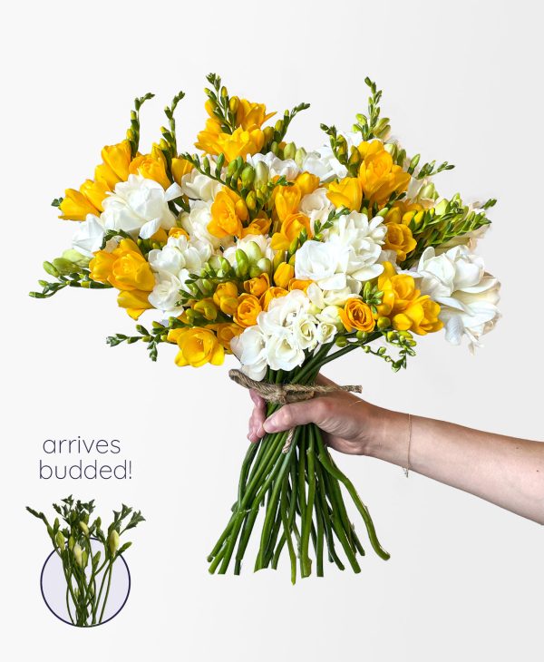 Be a Pineapple Freesia (40 stems, 80+ blooms)