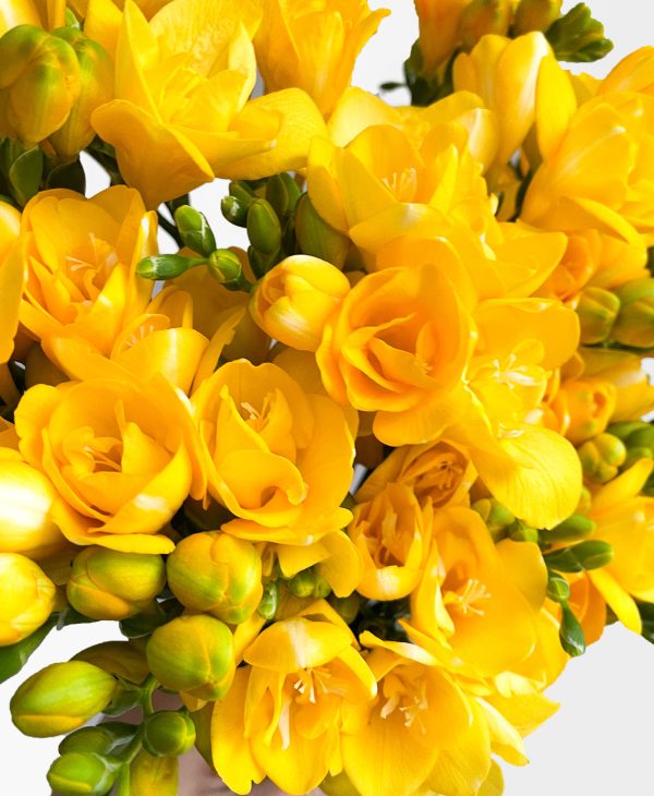 Bumblebee Freesia (40 stems, 80+ blooms) - Image 4