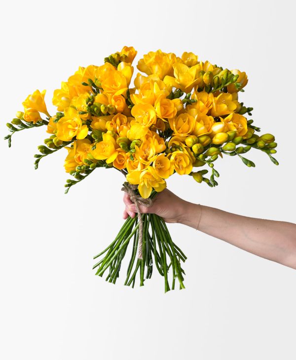 Bumblebee Freesia (40 stems, 80+ blooms)