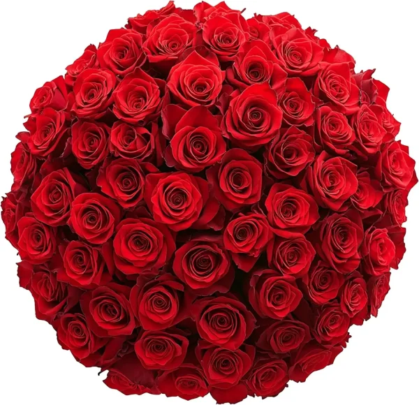 GlobalRose 500 Red Fresh Roses Bouquet Responsibly Sourced Hand-Picked Flowers for Special Occasions Mother's Day Birthday 20