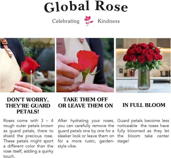 GlobalRose Fresh Cut Pink Roses 1000 40 Bundles 25 Fresh Bouquet for Birthday Anniversary Home Decor Delivery Gift - Image 4