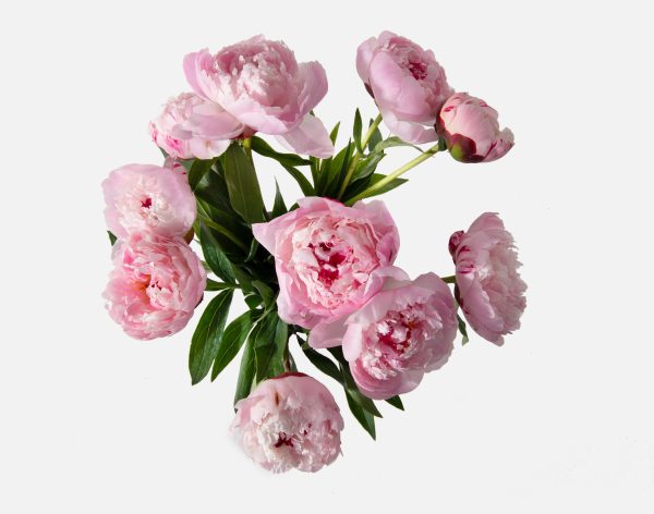 The Peony - Image 2