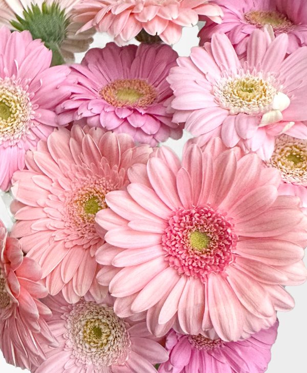 Ahead of the Gerb (21 stems, arrives in white vase) - Image 2