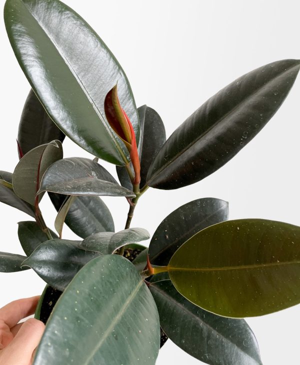 Burgundy Rubber Plant - Image 3