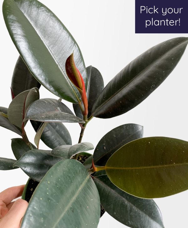 Burgundy Rubber Plant - Image 2