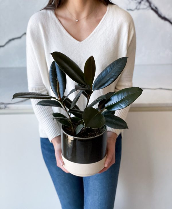 Burgundy Rubber Plant - Image 4