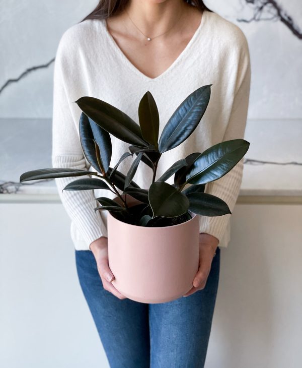 Burgundy Rubber Plant - Image 5