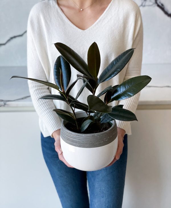 Burgundy Rubber Plant - Image 6