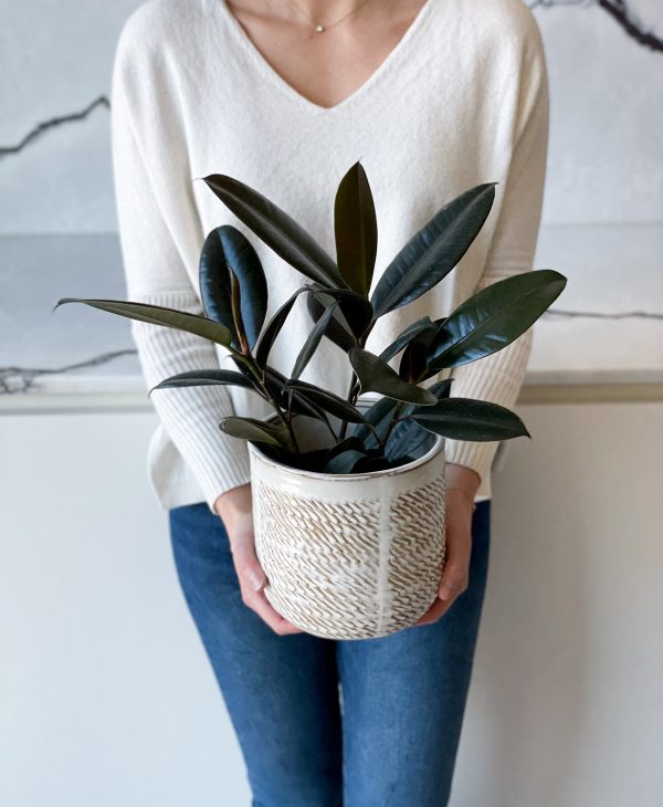 Burgundy Rubber Plant - Image 7