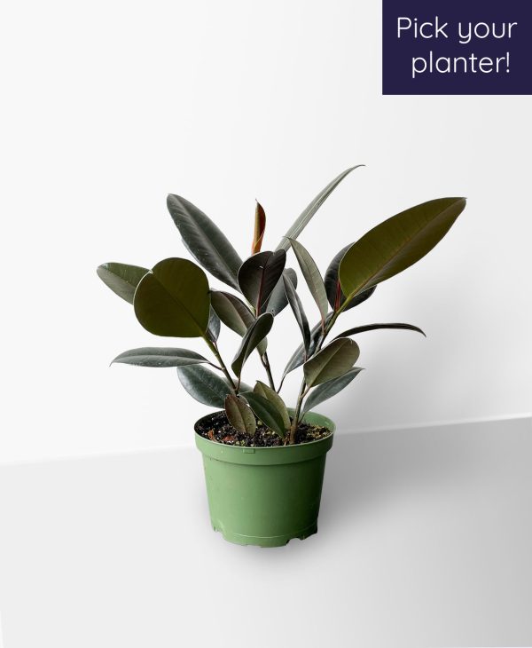 Burgundy Rubber Plant
