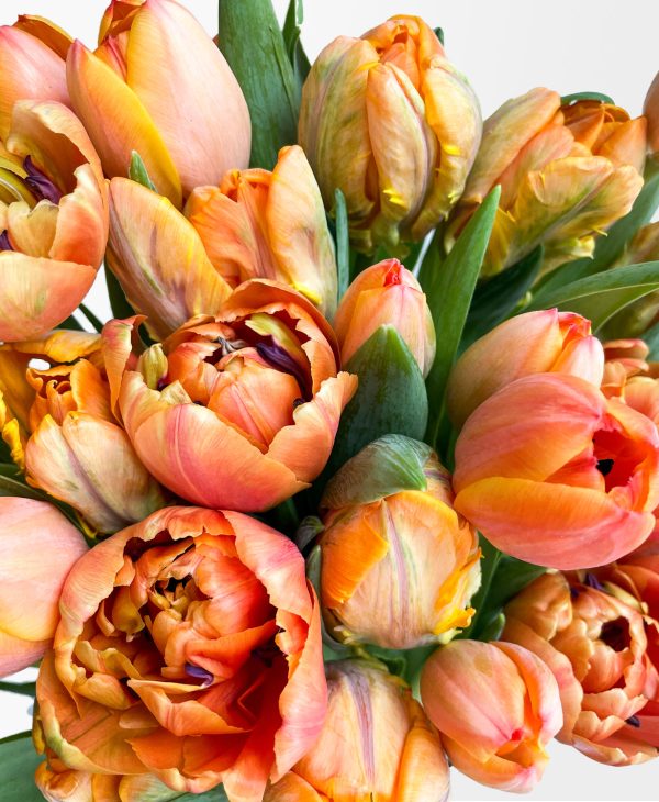 Atomic Orange Double Tulips (30 stems) - Image 2