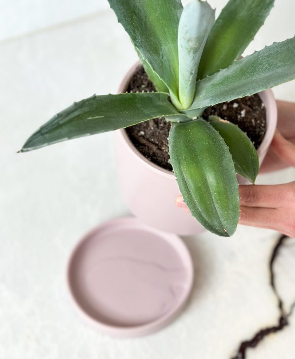 California Agave (lilac planter, with drainage) - Image 3