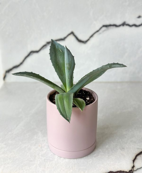 California Agave (lilac planter, with drainage) - Image 5