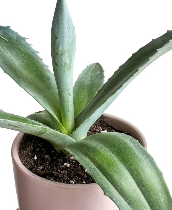 California Agave (lilac planter, with drainage) - Image 4