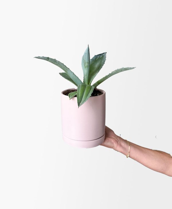 California Agave (lilac planter, with drainage)